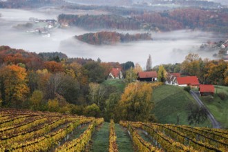 Autumn atmosphere in the early morning, vineyard, fog drifts through the hilly landscape in the