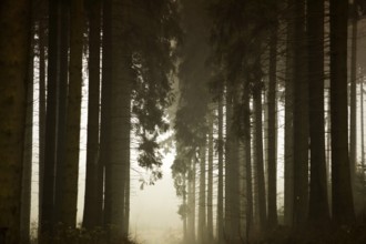 Traumatic path in a forest
