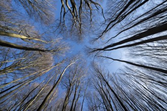 Primeval forest Urwald Sababurg, Hofgeismar, Weser Uplands, Weserbergland, Hesse, Germany, Europe