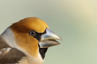 Hawfinch male (Coccothraustes coccothraustes), close-up of the head, protected forest, Black
