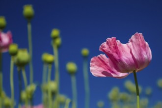 Opium poppy (Papaver somniferum), opium poppy cultivation in Germany