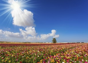 Spring in Israel. Easter week. Bright lush spring blooming of garden buttercups in the farm field.