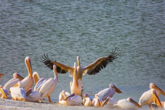 Wonderful haven. Thousands of pelicans stop in Israel on their way from Europe to Africa. The lake