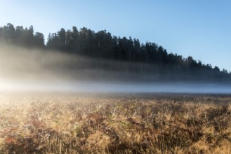Scenic morning landscape in the Redwoods National Park, USA, North America