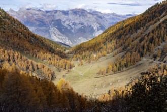 Autumnal larch forests with a view of the main valley of the Valais, Rhone Valley, Vallon d'Arbi,