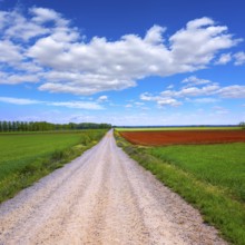 The way of saint James neverending cereal fields at Palencia Spain