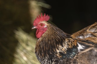 Free-ranging barnyard rooster with colorful plumage, outdoor breeding. Bas-Rhin, Collectivite