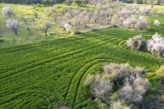 Drone aerial view of green meadow agriculture field and blooming almond tree. Spring season outdoor