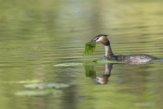 Great Crested Grebe (Podiceps cristatus) on its nest with two eggs. Bas-Rhin, Collectivite