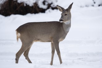 Wild roe deer in the snow. Capreolus capreolus