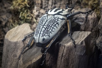 Goliath Beetle, Goliathus. The largest beetle on a tree trunk