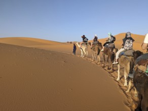 A caravan of dromedaries passing the Sahara desert in the evening, Erg Chebbi in Morocco