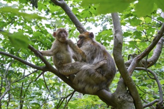 Barbary apes macaca sylvanus macaque monkeys outdoor