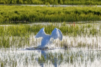 Mute swan look like an angel