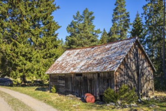 Old weathered barn by a forest road