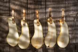 Pear slices williams hung with wire with tweezers