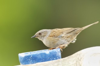 Dunnock at a feeder