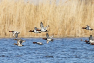 Common Pochard ducks flying over water (Aythya ferina)