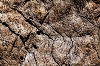 Bark structures, Primeval forest Urwald Sababurg, Weser Uplands, Weserbergland, Hesse, Germany,