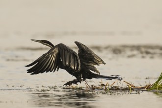African Darter (Anhinga rufa), Moremi Game Reserve, Okavango Delta, Maun, Botswana, Africa