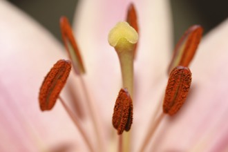 The macro close-up of a flower with pistil, pollen and stamens