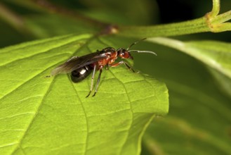 Formica pratensis, queen, Formica pratensis