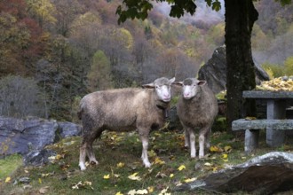 In an autumnal landscape, two little sheep seeking shelter under a tree observe their surroundings.