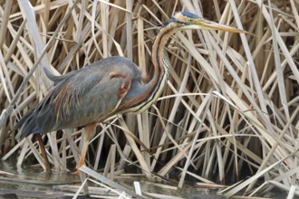 Purple Heron, Ardea purpurea