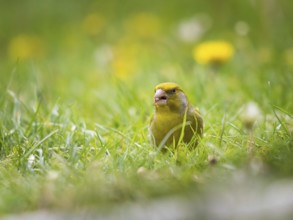Green and yellow songbird, Detailed Greenfinch standing in grass. In the background special green