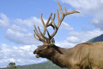 Elk stag in velvet, West Coast, South Island, New Zealand, Oceania
