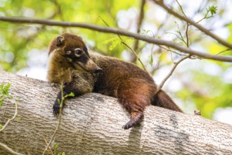 Central America, Costa Rica, coati, coati, (Nasua narica), resting on tree trunk, animals, mammals