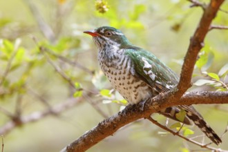 Golden cuckoo, Afrotropical species, family of golden cuckoos, cuckoo, (Chrysococcyx caprius), Wadi