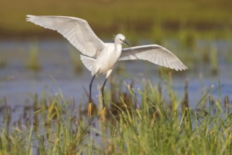 Animals, birds, heron, egret, biotope, habitat, foraging, (Egretta garzetta), Lesbos, Greece,