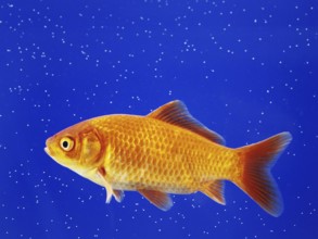 A goldfish swimming in an aquarium, animals, fish, close-up studio shot, Lower Saxony, Federal