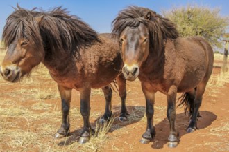 Two ponies in the Kalahari desert, Namibia on dry season