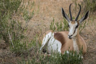 Springbok laying in the grass in the Kgalagadi Transfrontier Park, South Africa, Africa