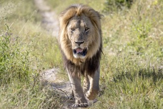 Big male Lion walking towards the camera in the Chobe National Park, Botswana, Africa