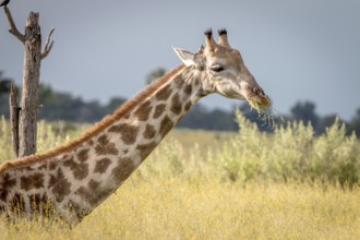 A Giraffe sitting in the grass in the Okavango Delta, Botswana, Africa