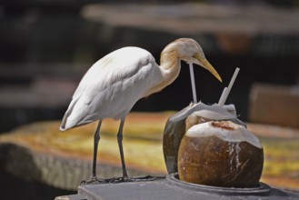 Cattle egret with cocktail (Bubulcus ibis coromandus)
