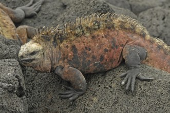 Marine lizard (Amblyrhynchus cristatus)