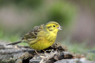 Yellowhammer (Emberiza citrinella)