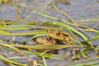 Common toads (Bufo bufo)