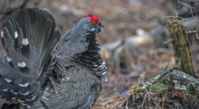 Fir grouse (Canachites canadensis)