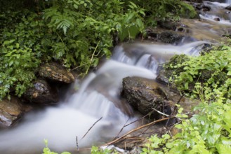 Stream (rivulus)