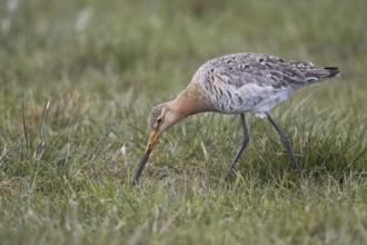 Black-tailed godwit (Limosa limosa)