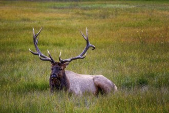 Wapiti in Beautiful autumn landscape scene in mountain in background in Jasper National Park west