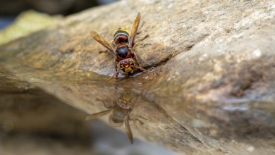 Hornet (Vespa crabro)