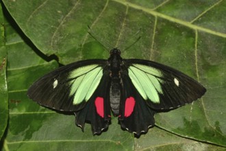 Green-cell cattle heart (Parides childrenae)
