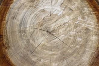 Close up of cut tree trunk