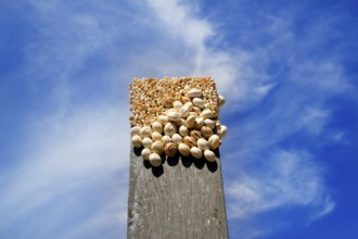Many snails on the top of a black wood over blue sky